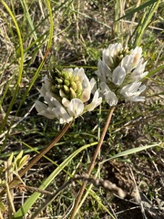 Astragalus austrosibiricus