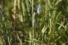 Gentianopsis victorinii