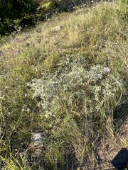 Artemisia messerschmidtiana