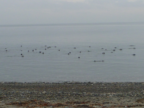 (c) Aquatic Reserves, some rights reserved (CC BY-NC)