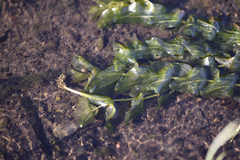 Potamogeton perfoliatus