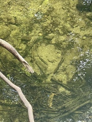 Salvelinus fontinalis