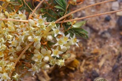 Cuscuta umbellata