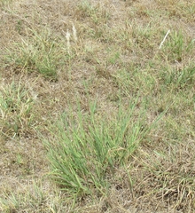 Bothriochloa longipaniculata