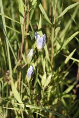 Gentianopsis victorinii