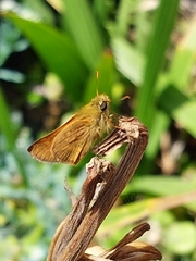 Ochlodes sylvanoides sylvanoides