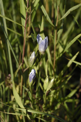 Gentianopsis victorinii