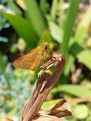 Ochlodes sylvanoides sylvanoides