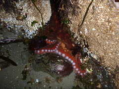 Enteroctopus dofleini