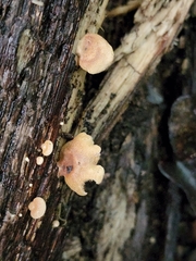 Lentinellus castoreus