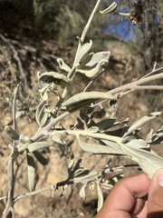 Eriodictyon tomentosum