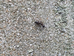 Camponotus quadrinotatus