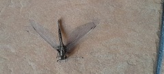 Acheron longus