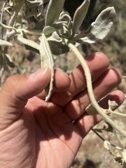 Eriodictyon tomentosum