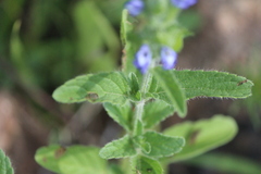 Salvia hirsuta