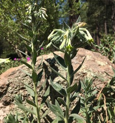Lithospermum macromeria
