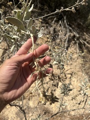 Eriodictyon tomentosum