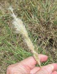 Bothriochloa longipaniculata