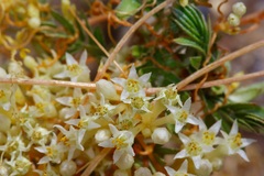 Cuscuta umbellata
