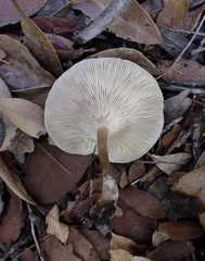 Melanoleuca galbuserae