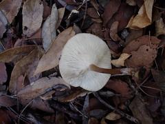 Melanoleuca galbuserae