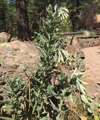 Lithospermum macromeria