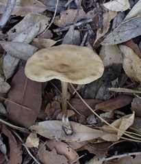 Melanoleuca galbuserae