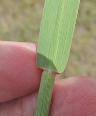 Bothriochloa longipaniculata