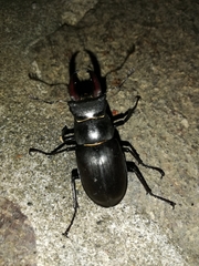 Lucanus