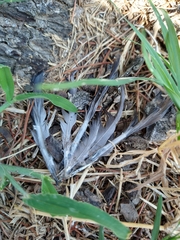 Columba livia domestica