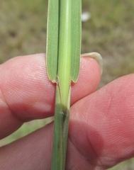 Bothriochloa longipaniculata
