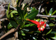Augusta longifolia