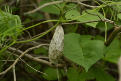 Rothschildia cinctus