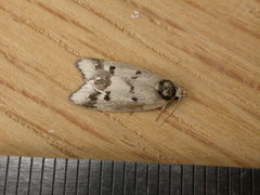 Compsotropha selenias