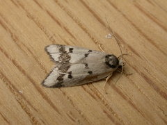 Compsotropha selenias