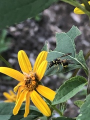 Ancistrocerus gazella