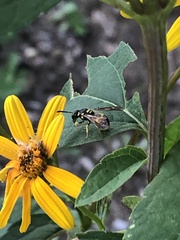 Ancistrocerus gazella