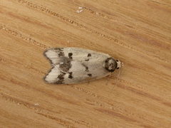 Compsotropha selenias