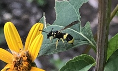 Ancistrocerus gazella