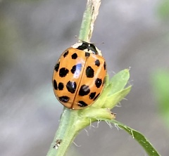 Harmonia axyridis