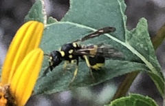 Ancistrocerus gazella