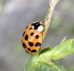 Harmonia axyridis