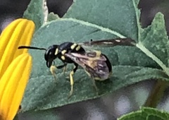 Ancistrocerus gazella