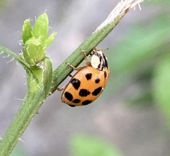 Harmonia axyridis