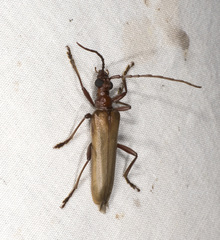Centrodera decolorata