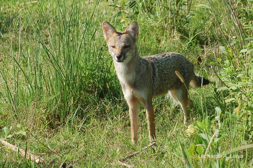 Pampas Fox (Lycalopex gymnocercus) · iNaturalist