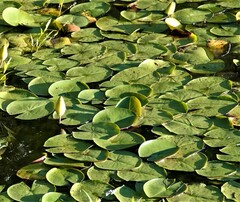 Nymphaea odorata
