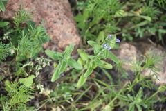 Salvia hirsuta