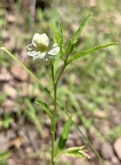 Browallia eludens