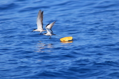 Onychoprion anaethetus